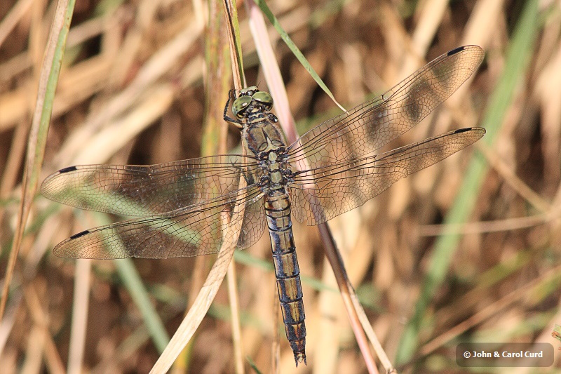 IMG_3617 Orthetrum cancellatum female.JPG